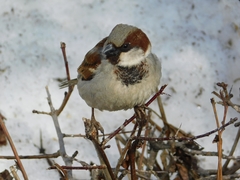 Passer domesticus