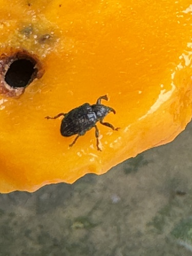 Mango-seed Weevil
