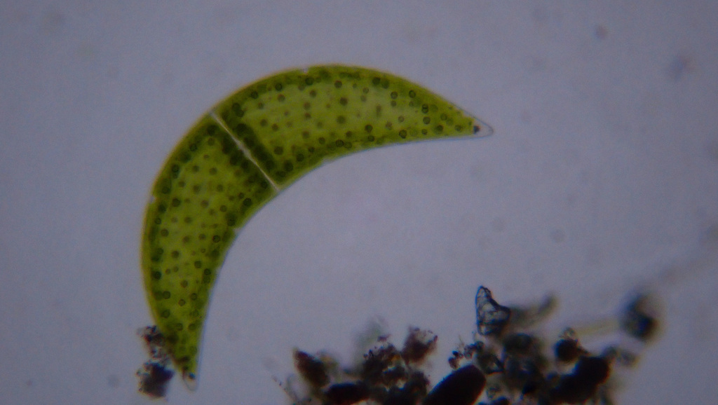 Closterium selenaeum