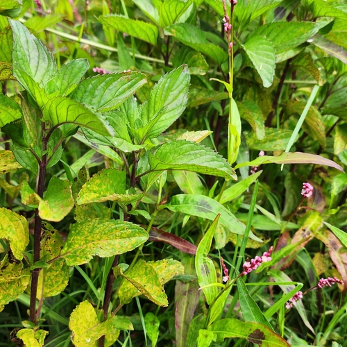 Image of Mentha australis by (c) Wendy F, some rights reserved (CC BY)
