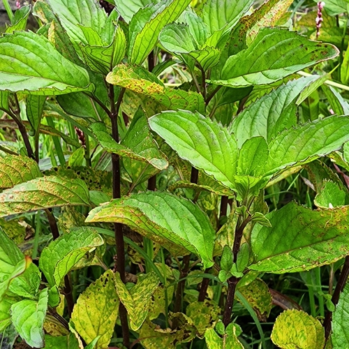 Image of Mentha australis by (c) Wendy F, some rights reserved (CC BY)