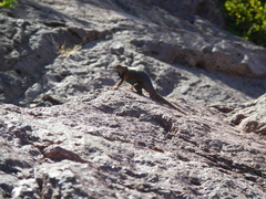 Sceloporus hunsakeri