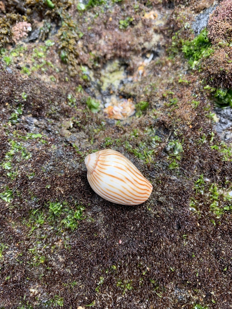 Zebra Volute from Bongil Bongil National Park, Bundagen, NSW, AU on ...