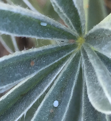 Icaricia icarioides missionensis