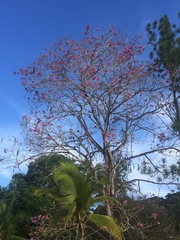 Tabebuia rosea image