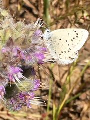 Icaricia icarioides missionensis