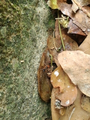 Odontomachus erythrocephalus