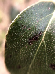 Viburnum × burkwoodii