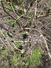 Viburnum × burkwoodii