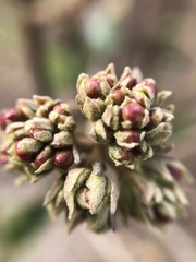 Viburnum × burkwoodii