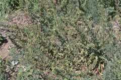 Camissoniopsis intermedia