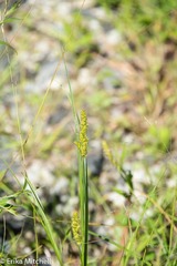 Carex stipata