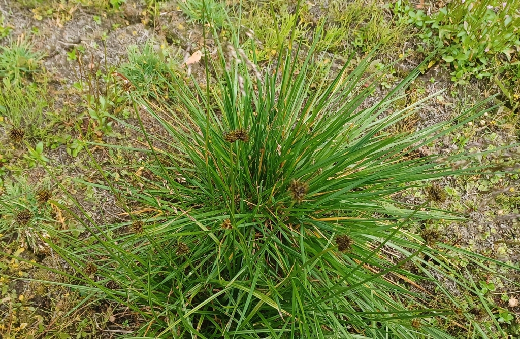 true sedges from Exshaw, AB T0L 2C0, Canada on August 22, 2023 at 0313