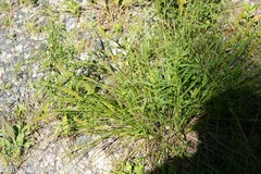 Carex stipata