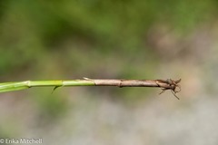 Carex stipata