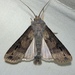 Ipsilon Dart Moth - Photo (c) John Trent, some rights reserved (CC BY-NC-ND), uploaded by John Trent