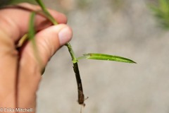 Carex stipata