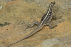 Tropidurus semitaeniatus