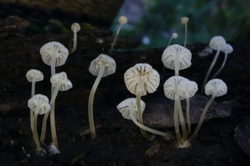 Phloeomana speirea (Fr.) Redhead