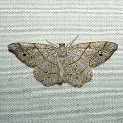 Trigrammia quadrinotaria