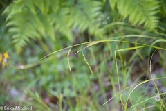 Carex debilis