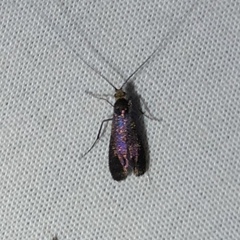 Adela caeruleella