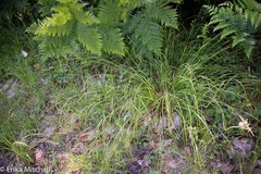 Carex debilis