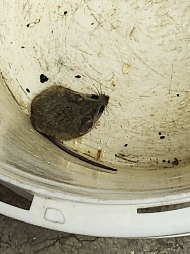 Cactus Mouse