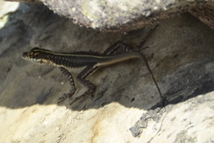 Tropidurus semitaeniatus