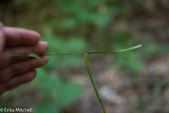Carex debilis