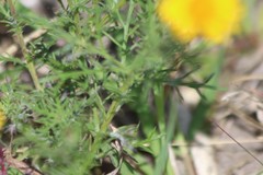 Thymophylla tenuiloba