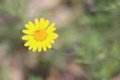 Thymophylla tenuiloba