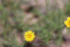 Thymophylla tenuiloba
