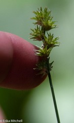 Carex wiegandii