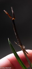 Carex wiegandii