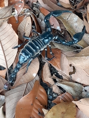 Heterometrus spinifer