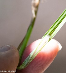 Carex wiegandii