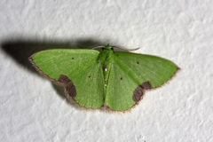 Comibaena fuscidorsata