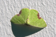 Comibaena fuscidorsata