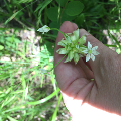 Allium canadense canadense