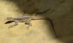 Tropidurus semitaeniatus