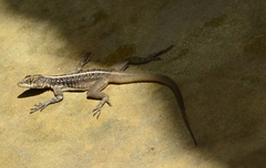 Tropidurus semitaeniatus