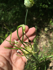Allium canadense canadense