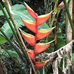 Heliconia bihai