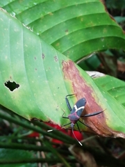 Leptoscelis tricolor