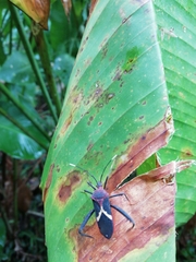 Leptoscelis tricolor