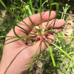 Allium canadense canadense