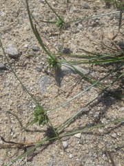 Cyperus lupulinus