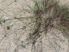 Cyperus lupulinus