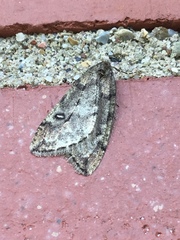 Paleacrita merriccata